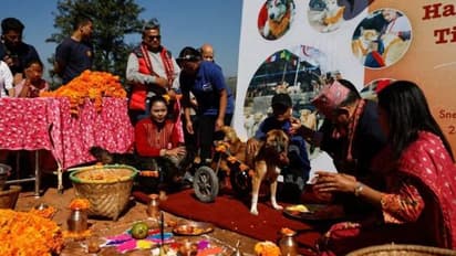നായ്ക്കളെ മാലയിട്ട് ആദരിച്ച് ഈ രാജ്യം, അഞ്ച് ദിവസത്തെ ആഘോഷം