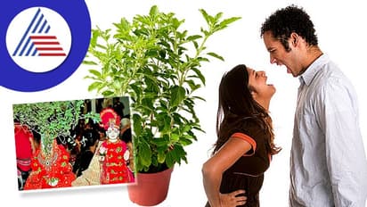 ಗಂಡ- ಹೆಂಡತಿ ಮಧ್ಯೆ ಜಗಳ ಆಗುತ್ತಿದ್ದರೆ, ತುಳಸಿ ಮದುವೆ ದಿನ ಮಾಡಿ ಈ ಕೆಲಸ