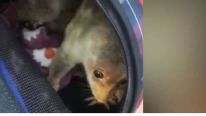 విదేశీ జంతువుల అక్రమ రవాణా... ప్రయాణికుడి అరెస్ట్...!