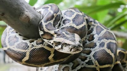 Python:5 அடி நீள முதலையை ‘அப்படியே’ விழுங்கிய பர்மா மலைப்பாம்பு: வயிற்றைக் கிழித்து வெளியே எடுத்த வைரல் வீடியோ