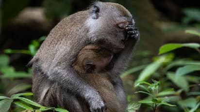 കോമഡി വൈൽഡ്ലൈഫ് ഫോട്ടോഗ്രാഫി; ചിരിക്കുന്ന ആഫ്രിക്കൻ സിംഹം മുതൽ ക്ഷീണിതയായ അമ്മ മകാക് വരെ