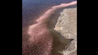 अचानक इस खास झील के किनारे जुटे 3 लाख राजहंस, वायरल हो रहा वीडियो