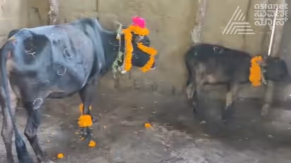 Chikkamagaluru: ದೀಪಾವಳಿ ಹಬ್ಬದಂದು ಗೋವುಗಳಿಗೆ ಸಿಂಗಾರ ಮಾಡಿ ವಿಶೇಷ ಪೂಜೆ 