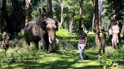  കാടും നാടും ഇളക്കി തിരഞ്ഞു, പിടി തരാതെ കടുവ, ഒടുവില്‍ തേടിയിറങ്ങി 'വിക്രമും ഭരതും', ആദ്യ ദിന തിരച്ചില്‍ വിഫലം