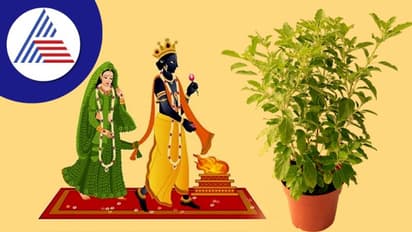 Tulsi Vivah 2022: ವಿಷ್ಣು ತುಳಸಿ ವಿವಾಹಕ್ಕೆ ದಿನ ಸನ್ನಿಹಿತ, ಹೇಗೆ ನಡೆಸೋದು ಪೂಜೆ?