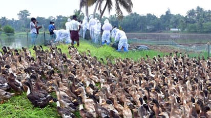 പക്ഷിപ്പനി സ്ഥിരീകരിച്ച നെടുമ്പ്രയിൽ പ്രതിരോധ പ്രവര്‍ത്തനങ്ങൾ തുടങ്ങി: ആയിരകണക്കിന് പക്ഷികളെ കൊല്ലും 