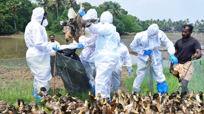 മണർകാട് കോഴി വളർത്തൽ കേന്ദ്രത്തിൽ പക്ഷിപ്പനി; നിശ്ചിത പരിധിയിൽ മുട്ടയും ഇറച്ചിയുമടക്കം ഉപയോഗത്തിന് നിയന്ത്രണം,