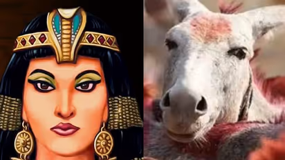 गधी के दूध में छुपा था रानियों की खूबसूरती का राज, आज के वक्त में डंकी मिल्क की कीमत जान उड़ जाएंगे होश