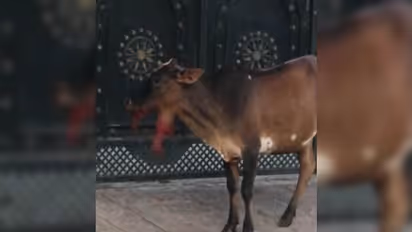 मानवता शर्मसार: गाय के मुंह में फटा बम, जबड़े के उड़ गए चीथड़े, CCTV खंगाल रही पुलिस