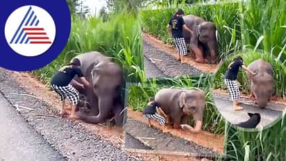 ಕೆಸರಿನಿಂದ ರಕ್ಷಿಸಿದ ಮಹಿಳೆಗೆ ಧನ್ಯವಾದ ಹೇಳಿದ ಮರಿ ಆನೆ: ವಿಡಿಯೋ ವೈರಲ್