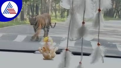 ಚಾಮರಾಜನಗರ: ಬಂಡೀಪುರ ಅರಣ್ಯದಲ್ಲಿ ದಂಪತಿಗೆ ಹುಲಿರಾಯನ ದರ್ಶನ..!