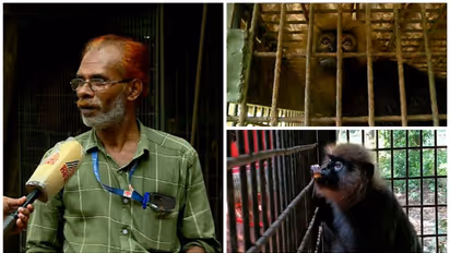 ബീരാനിഷ്ടം പൊറോട്ടയും ചായയും ചോറും ഫ്രൂട്ട്സും; വനംവകുപ്പ് ഉദ്യോഗസ്ഥരുടെ സുഹൃത്തു കൂടിയാണ് ഈ കരിങ്കുരങ്ങ്!