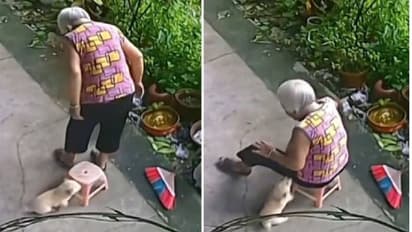 മുത്തശ്ശിയുടെ കസേര ഇതാ എത്തി; മുത്തശ്ശിക്കിരിക്കാൻ കസേര നീക്കിക്കൊടുത്ത് നായക്കുട്ടി