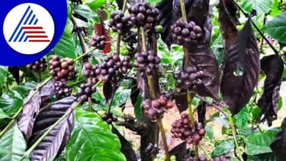 Kodagu News: ಅವಧಿಗೆ ಮುನ್ನವೇ ಹಣ್ಣಾಗುತ್ತಿವೆ ಅರೆಬಿಕಾ ಕಾಫಿ!