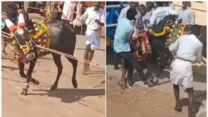 കർണാടകയിൽ കാളയോട്ടമത്സരത്തിനിടെ രണ്ട് മരണം; പരിപാടിയെക്കുറിച്ച് അറിവുണ്ടായിരുന്നില്ലെന്ന് പൊലീസ്