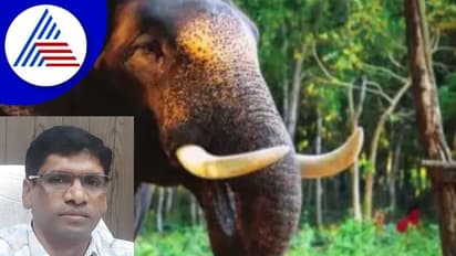 ಒಂಟಿ ಸಲಗ ಸೆರೆಗೆ ದಸರಾ ಆನೆಗಳು: ಇಂದಿನಿಂದ ಕಾರ್ಯಾಚರಣೆ