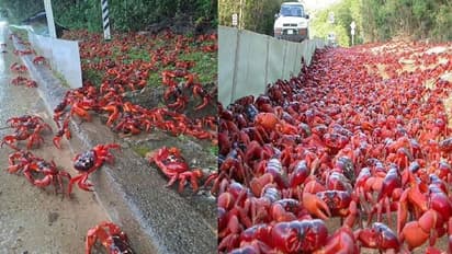 റോഡും നാടും കയ്യടക്കി ആയിരക്കണക്കിന് ഞണ്ടുകൾ, യാത്ര കാട്ടിൽ നിന്നും സമുദ്രത്തിലേക്ക് 