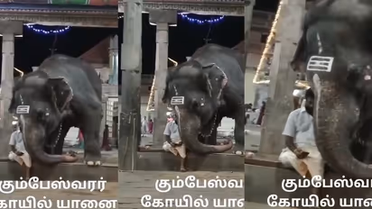 ಮಾವುತನೊಂದಿಗೆ ಎದ್ದು ಬಿದ್ದು ಮೊಬೈಲ್ ನೋಡ್ತಿರುವ ಆನೆ... ವಿಡಿಯೋ ವೈರಲ್