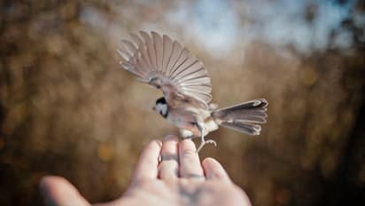 ಮನೆಯಲ್ಲಿ ಈ ಪಕ್ಷಿಯ ಫೋಟೋವನ್ನು ಪೂರ್ವ ದಿಕ್ಕಿಗೆ ಇಟ್ಟರೆ ಹಣವೋ ಹಣ