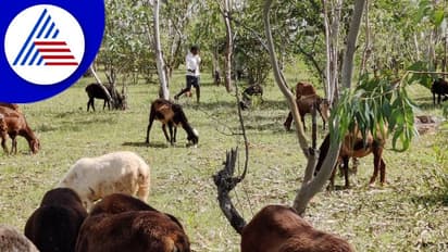 Chikkamagaluru: ಬಾಸೂರು ಹುಲ್ಲುಗಾವಲು ಪ್ರದೇಶದಲ್ಲಿ ಕುರಿಗಳು: ಭವಿಷ್ಯದಲ್ಲಿ ಮೇವು ಸಿಗದ ಪರಿಸ್ಥಿತಿ