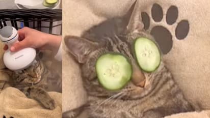 ബ്യൂട്ടിപാര്ലറില് മസാജും സ്പായും ആസ്വദിക്കുന്ന പൂച്ച; വൈറലായി വീഡിയോ