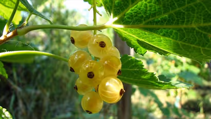 Amla Navami 2022: क्यों मनाते हैं आंवला नवमी का पर्व, इन दिन कौन-से 4 काम जरूर करने चाहिए?