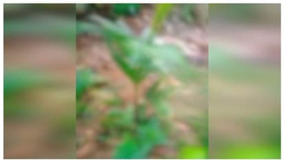 പത്തനംതിട്ടയില്‍ പശുവിനെ കടുവ കടിച്ചുകൊന്നു