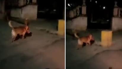 മനുഷ്യന്‍റെ തല കടിച്ചുകൊണ്ട് ഓടുന്ന നായ; പേടിപ്പെടുത്തുന്ന വീഡിയോ പ്രചരിക്കുന്നു