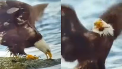 ഞണ്ടിനെ റാഞ്ചാന്‍ നോക്കിയ പരുന്തിന് സംഭവിച്ചത്; വൈറലായി വീഡിയോ 