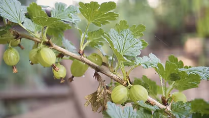 Amla Navami 2022: इस विधि से करें आंवला नवमी व्रत-पूजा, जानें शुभ मुहूर्त, योग, कथा और महत्व  