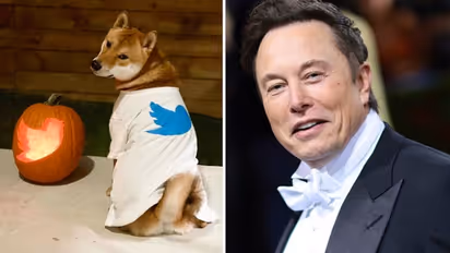 Twitter logo carved into pumpkin: Elon Musk's Halloween photo goes viral