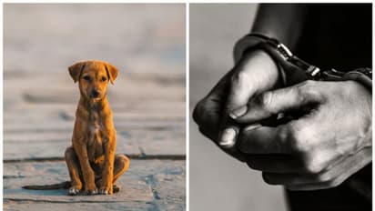 28കാരൻ നായയുമായി ലൈംഗിക ബന്ധത്തിൽ ഏർപ്പെട്ടു , യുവാവ് അറസ്റ്റിൽ