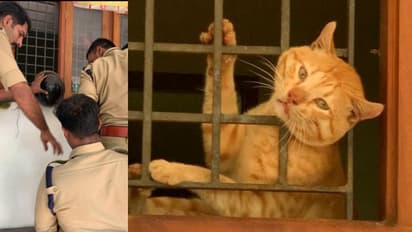 'ഒരു കയ്യബദ്ധം, നാറ്റിക്കരുത്', അടുക്കളയിൽ നുഴഞ്ഞുകയറി മടങ്ങിയ 'വിരുതൻ' ജനലിൽ കുടുങ്ങി, രക്ഷകരായി ഫയർഫോഴ്സ്