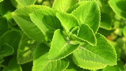 ஆஸ்துமா, சிறுநீரகக் கோளாறு, எலும்பு தேய்மானம் உள்ளிட்ட பிரச்னைகளை தீர்க்க இந்த ஒரு இலை போதும்..!!