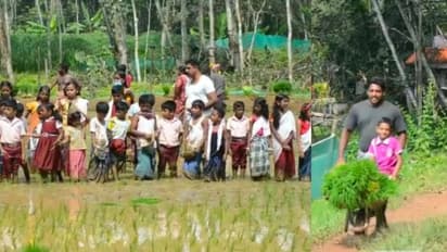 3 പതിറ്റാണ്ടിന് ശേഷം റബ്ബര്‍ മുറിച്ച് നെല്‍കൃഷി; സാമുവേലിന് കൂട്ടായി നാട്ടുകാരും സ്കൂള്‍ വിദ്യാര്‍ത്ഥികളും