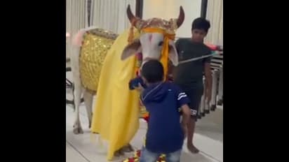 ఈ ఆవు లగ్జరీ లైఫే వేరు... కోట్లు విలువచేసే భవనం, నెయ్యి లడ్లు...!