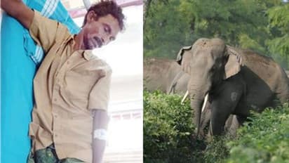 മറയൂരിൽ വനംവകുപ്പ് വാച്ചറെ ഒറ്റയാന് തുമ്പിക്കൈ കൊണ്ട് അടിച്ചു വീഴ്ത്തി