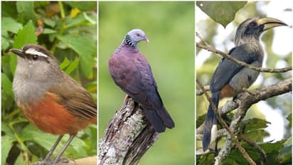 ആദ്യ പക്ഷി സര്വ്വേയില് 174 ഇനം പക്ഷികള്; 11 എണ്ണം വംശനാശ ഭീഷണി നേരിടുന്നവ