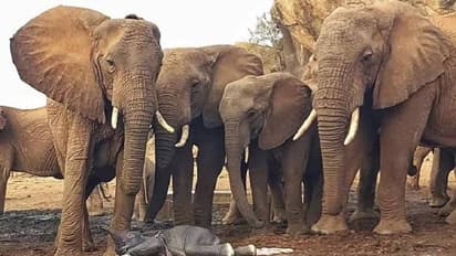 പ്രതീക്ഷിക്കാത്ത നേരത്ത് ആന പ്രസവിച്ചു, ശുശ്രൂഷിച്ച് ആനക്കൂട്ടം; വൈറലായി വീഡിയോ