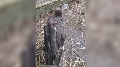 ഓഖി ചുഴലിക്കാറ്റിൽ നിന്ന് രക്ഷപ്പെട്ട കഴുകൻ അഞ്ച് വർഷത്തിന് ശേഷം പറക്കാൻ ഒരുങ്ങുന്നു