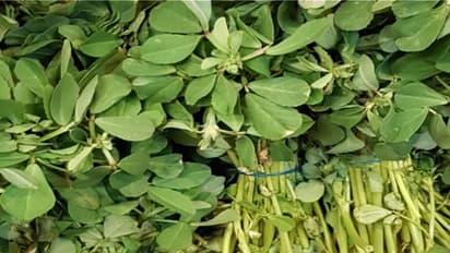 methi dishes in winter