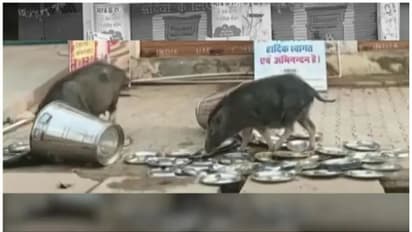 സർക്കാർ വക ഭക്ഷണശാലയിലെ പാത്രങ്ങൾ പന്നികൾ നക്കുന്നു; ഇന്ദിരാ രസോയിയിലെ വീഡിയോ പുറത്ത്