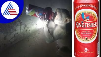 ಕೋತಿಗೂ ಗೊತ್ತು ಕಿಂಗ್‌ಫಿಷರ್‌ನ ಗತ್ತು... ಶರಾಬು ಕದ್ದೊಯ್ದು ಕಪಿಯ ಪಾರ್ಟಿ