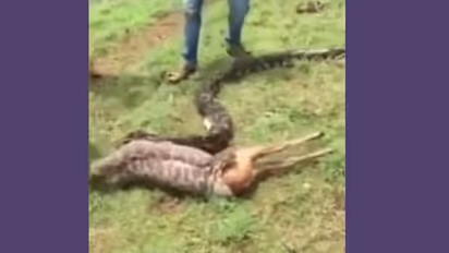 ഞൊടിയിടയില് ഒരു മാനിനെ വിഴുങ്ങുന്ന പെരുമ്പാമ്പ് -വീഡിയോ വൈറല്