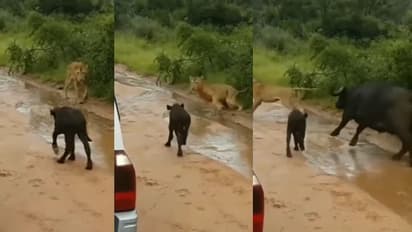 ಸಿಂಹದ ದಾಳಿಯಿಂದ ಕಂದನ ರಕ್ಷಿಸಿದ ಎಮ್ಮೆ... ವಿಡಿಯೋ ವೈರಲ್