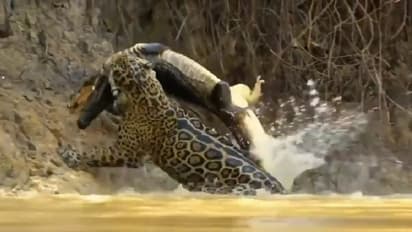 ಛಂಗನೇ ನೀರೊಳಗೆ ನೆಗೆದು ಮೊಸಳೆಯ ಬೇಟೆಯಾಡಿದ ಚಿರತೆ.. ವಿಡಿಯೋ ವೈರಲ್ 