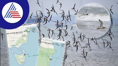 13,560 ಕಿಮೀ ಹಕ್ಕಿಯ ನಾನ್ಸ್ಟಾಪ್ ಯಾನ, ವಿಮಾನ, ಜಿಪಿಎಸ್ ಯಾವ ಲೆಕ್ಕ?