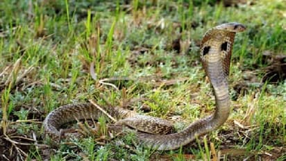 കടിച്ച മൂർഖൻപാമ്പിനെ തിരിച്ച് കടിച്ചുകൊന്ന് എട്ടുവയസുകാരൻ