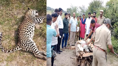 కర్నూలు జిల్లాలో చిరుత పులి అనుమానాస్పద మృతి..