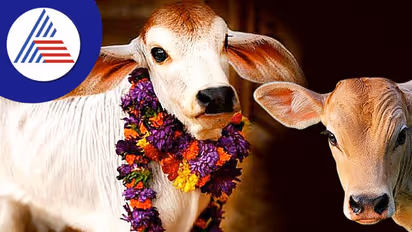 ಮನೆಯಲ್ಲಿರುವ ಎಲ್ಲಾ ದೋಷವನ್ನು ನಿವಾರಿಸುತ್ತೆ ಹಸು 